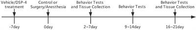 A Noradrenergic Lesion Attenuates Surgery-Induced Cognitive Impairment in Rats by Suppressing Neuroinflammation